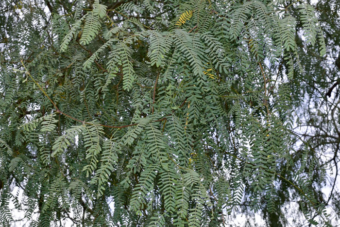 Western Honey Mesquite has green, deciduous bipinnate compound leaves that are generally smooth or glabrous. Prosopis glandulosa var. torreyana